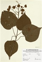 藏品(克蘭樹)的圖片